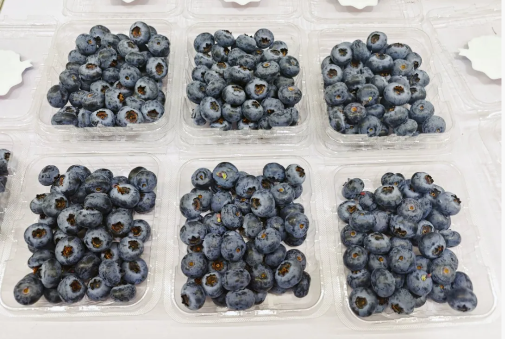 蓝莓价格跳水别狂吃！空腹连吃半斤易致胃石症，附蓝莓选购清洗与禁忌全指南