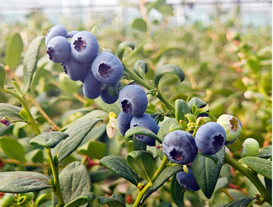 蓝莓价格跳水别狂吃！空腹连吃半斤易致胃石症，附蓝莓选购清洗与禁忌全指南